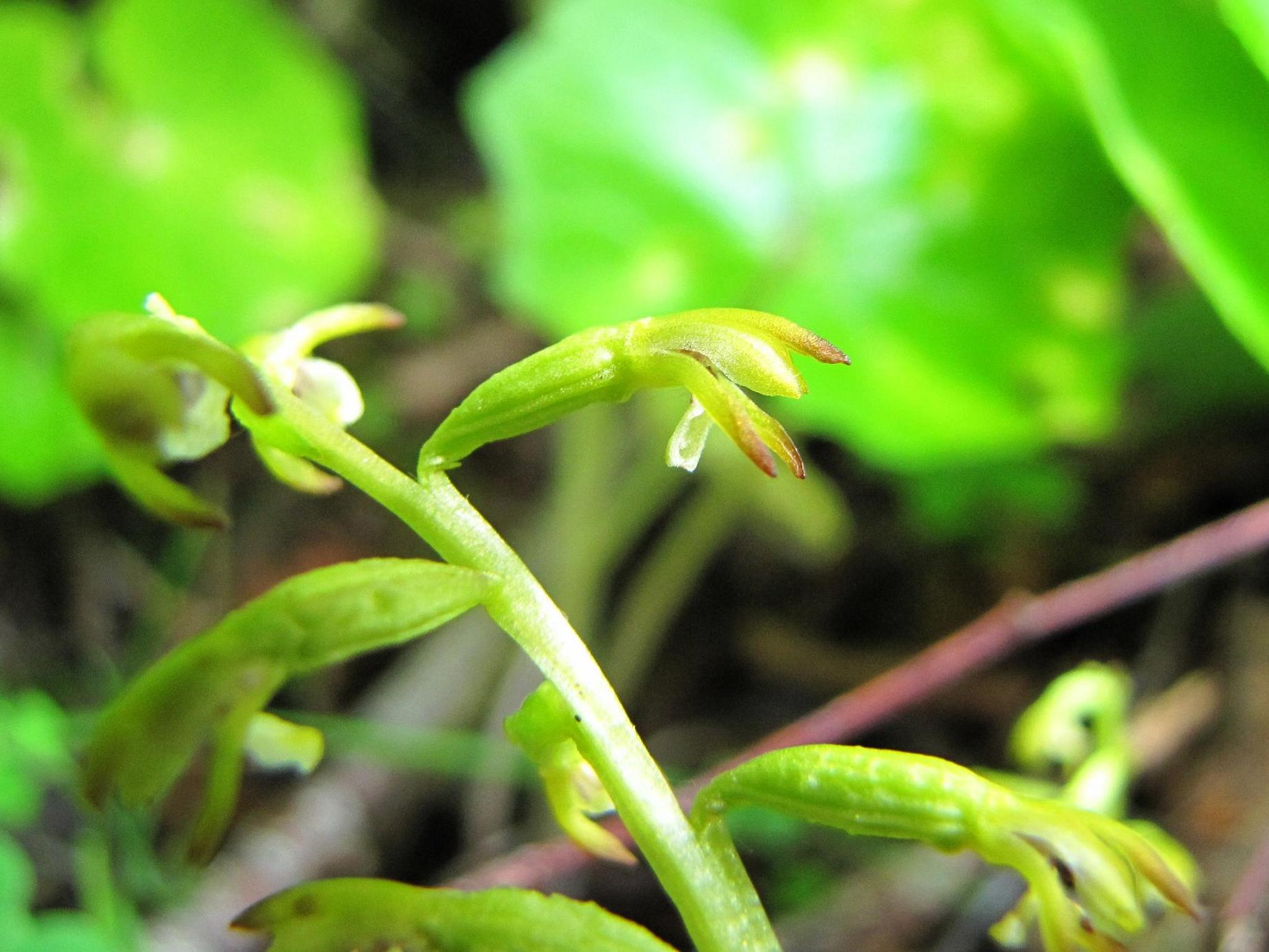 Corallorhiza trifida